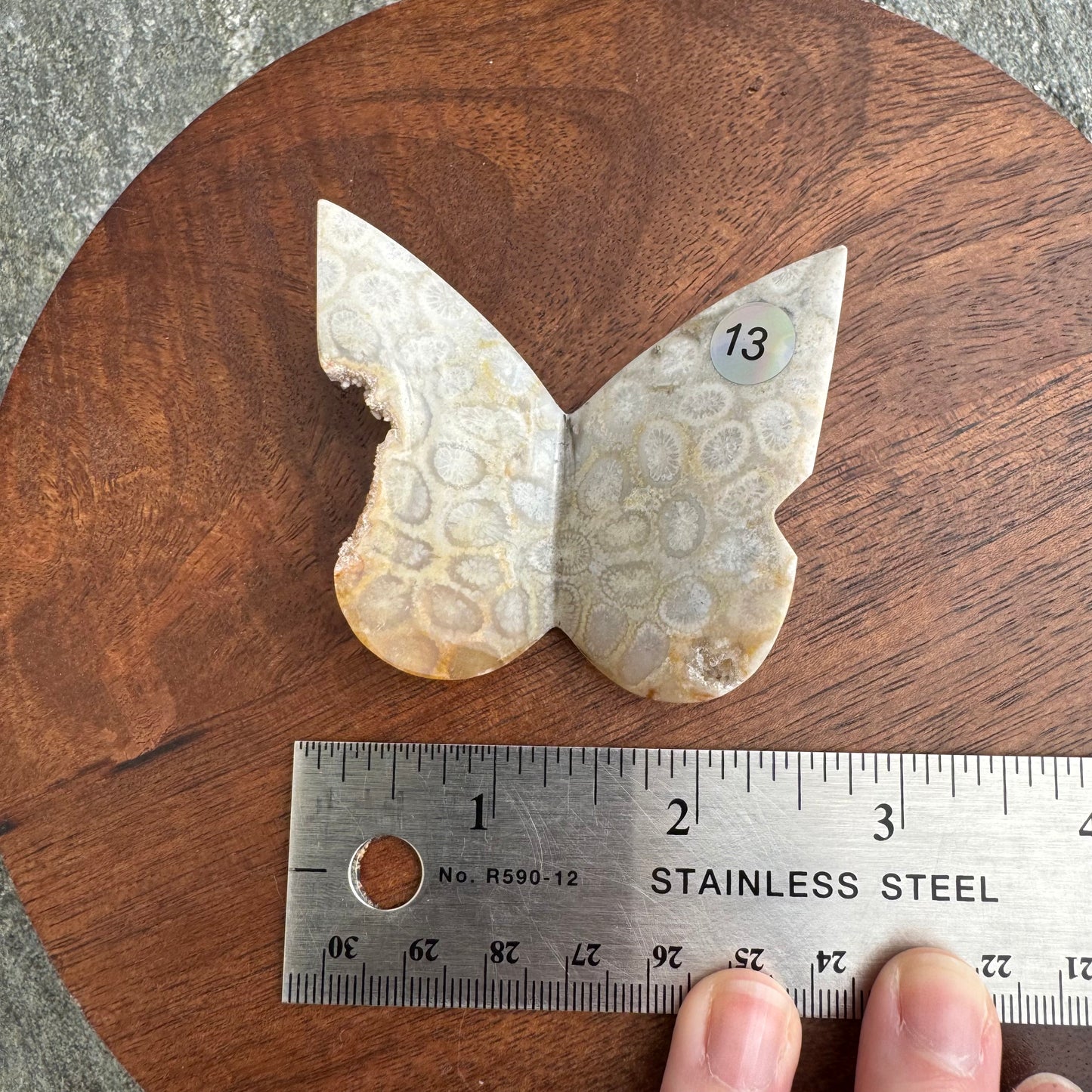 Fossil Coral Butterfly - Opt. 13