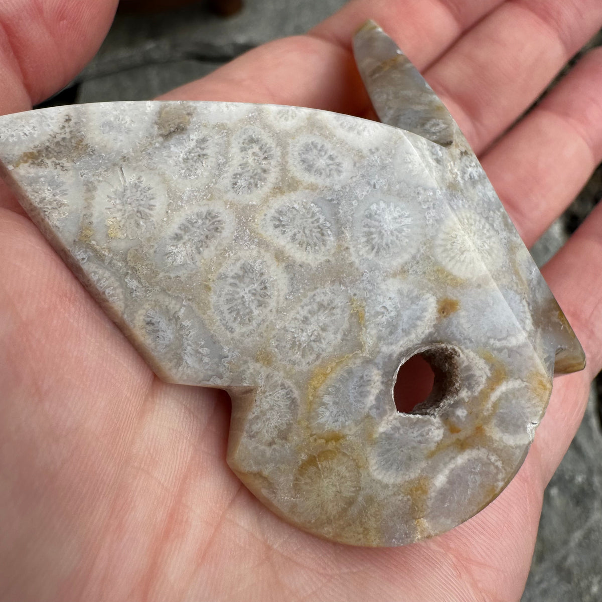 Fossil Coral Butterfly - Opt. 14