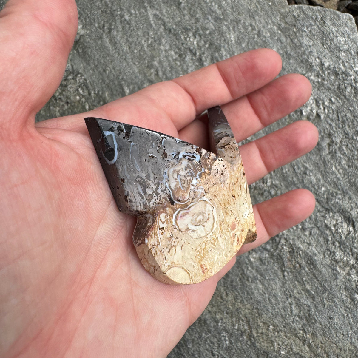 Palm Root Butterfly - Opt. 16
