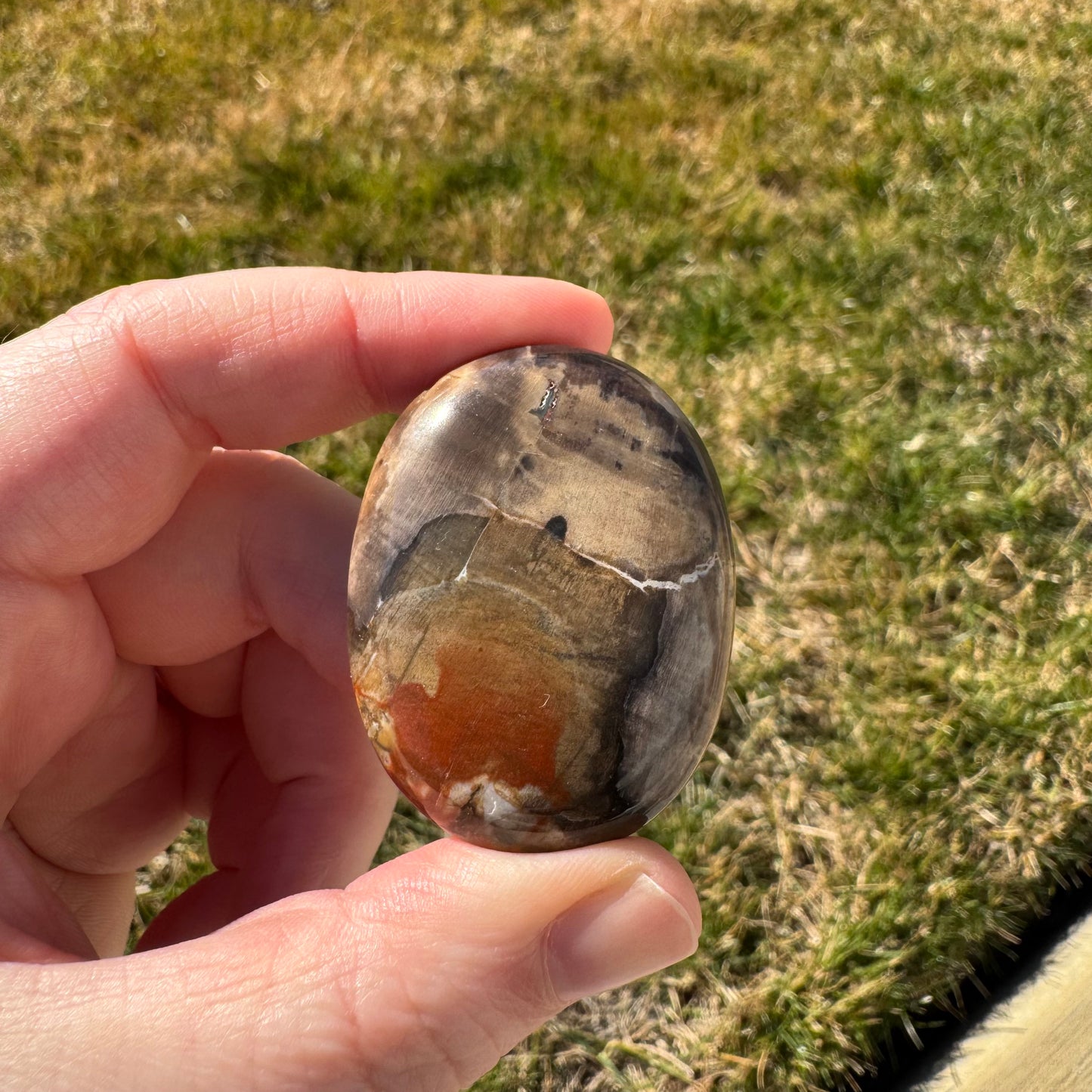 Petrified Wood Palm Stone Pillow (Indonesia)