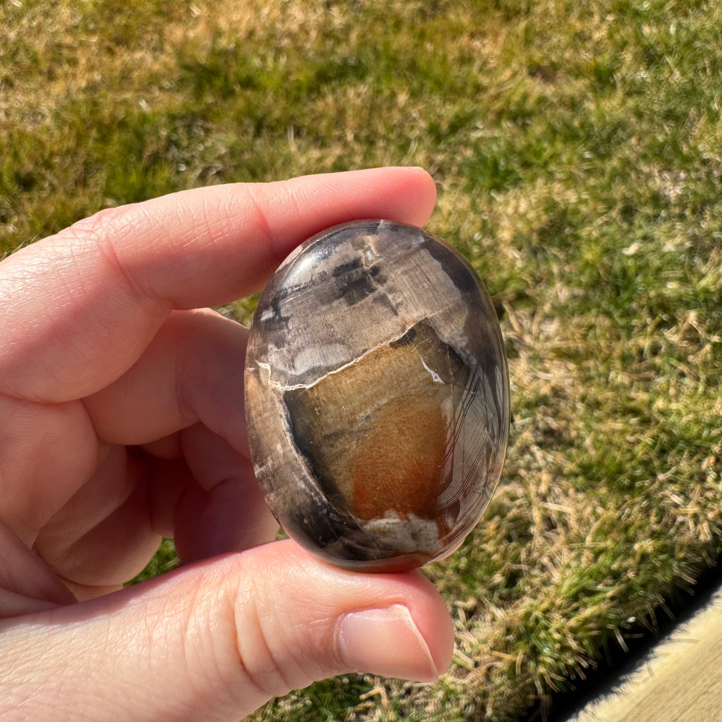 Petrified Wood Palm Stone Pillow (Indonesia)