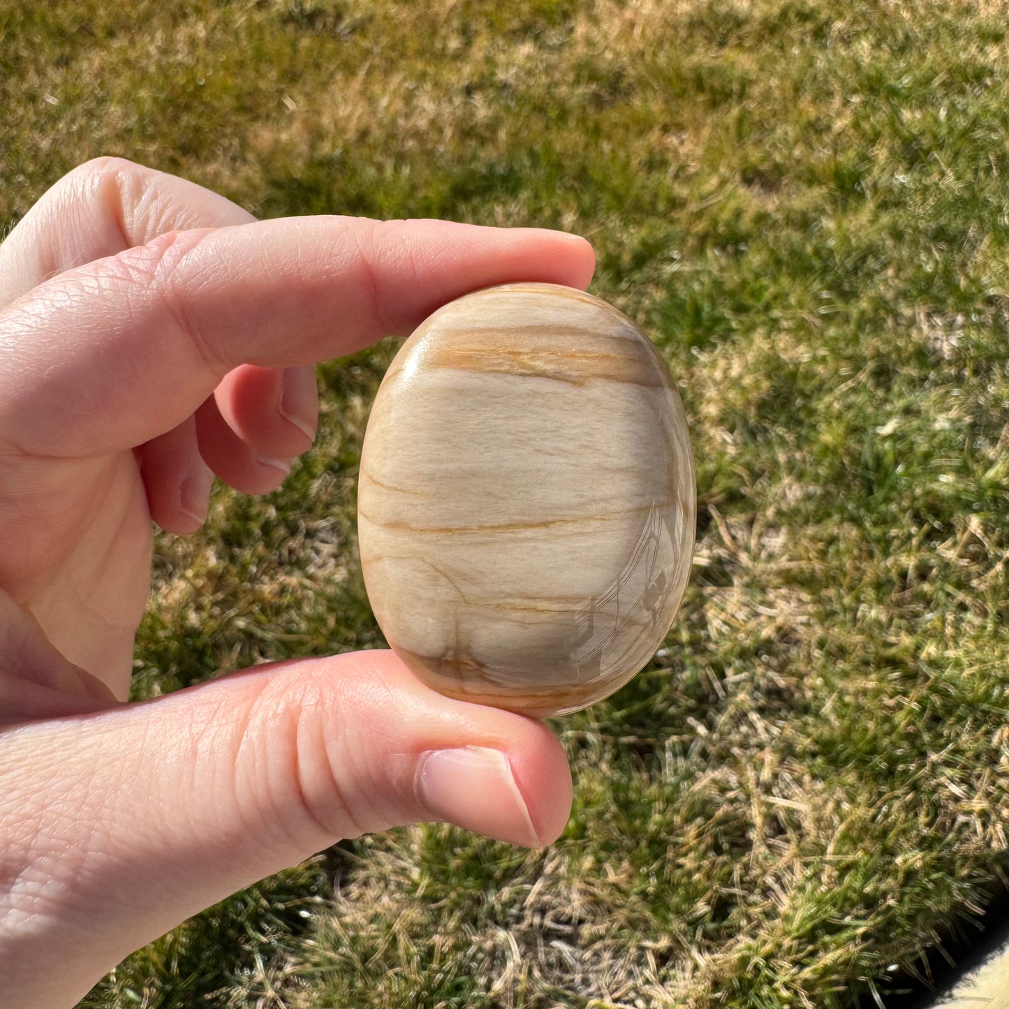 Petrified Wood Palm Stone Pillow (Indonesia)