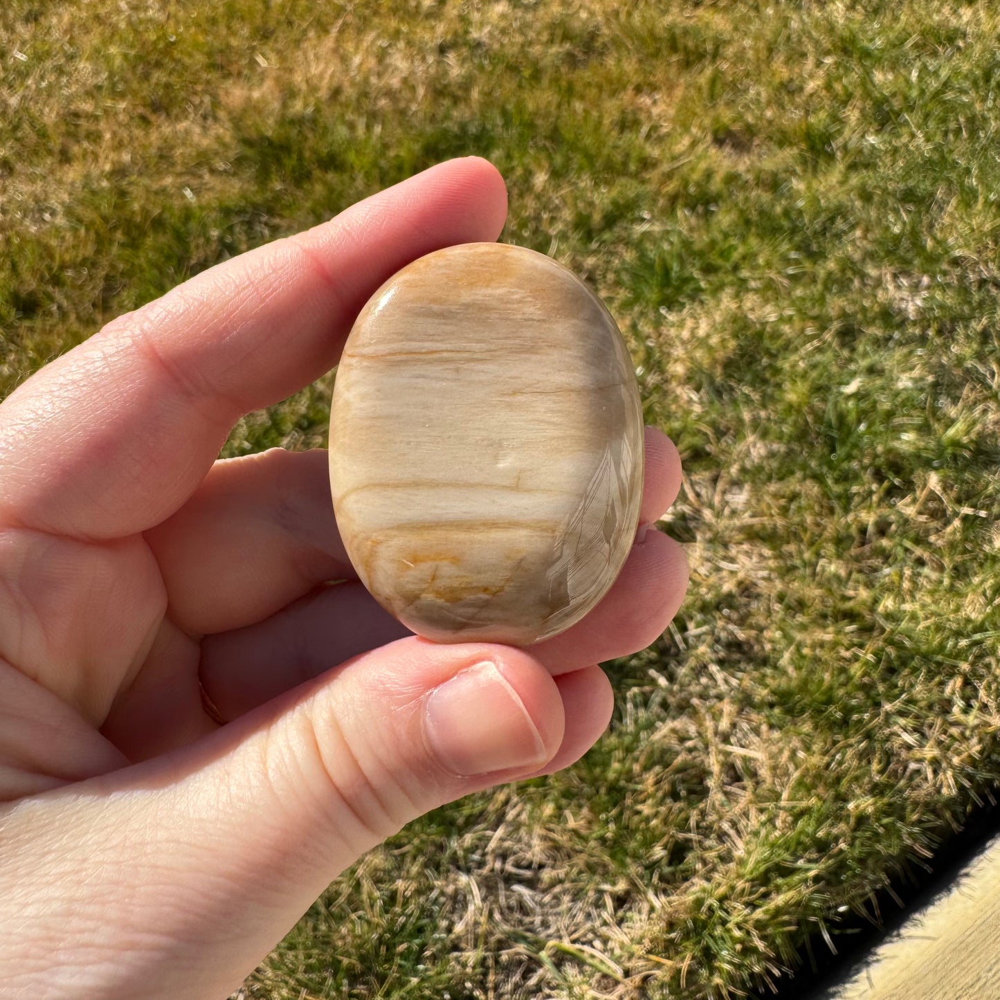 Petrified Wood Palm Stone Pillow (Indonesia)