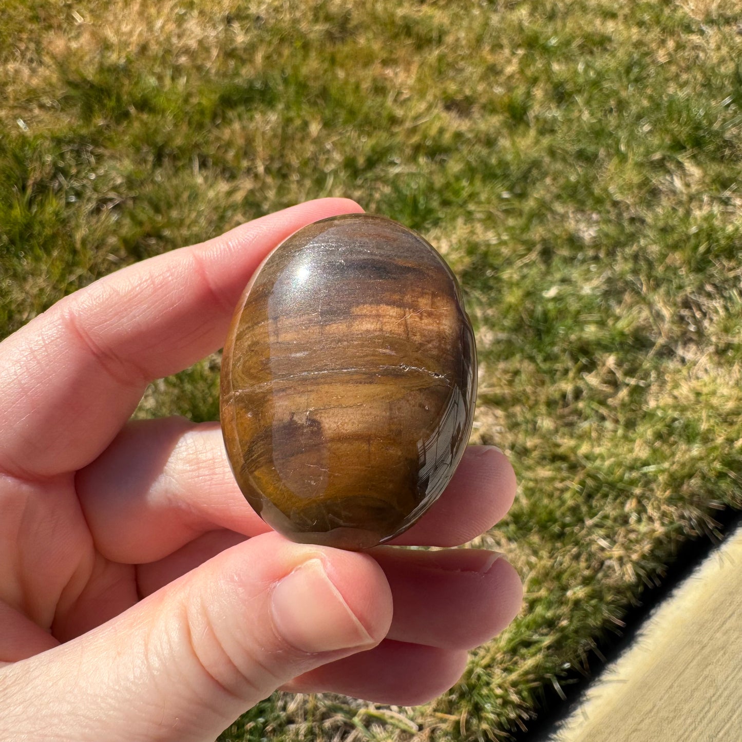 Petrified Wood Palm Stone Pillow (Indonesia)