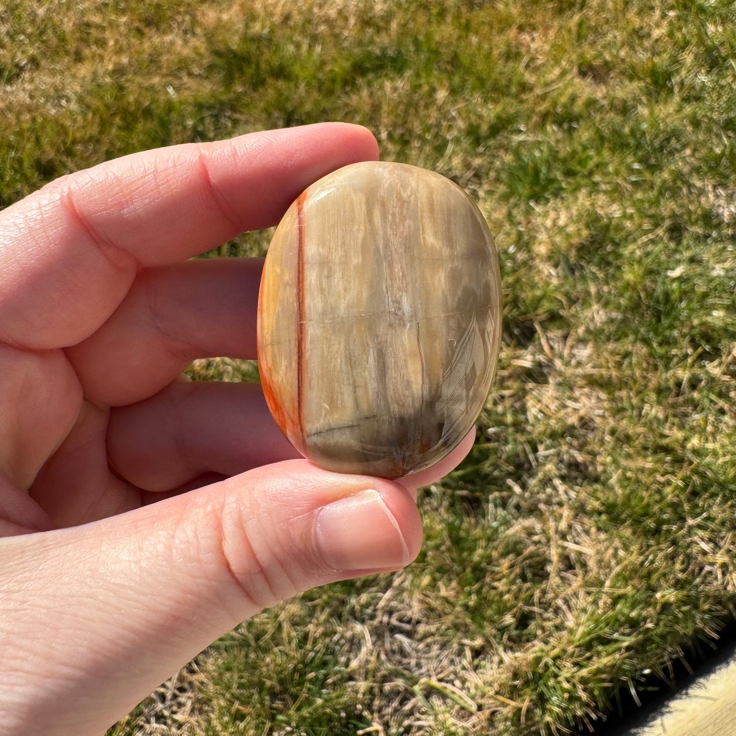 Petrified Wood Palm Stone Pillow (Indonesia)