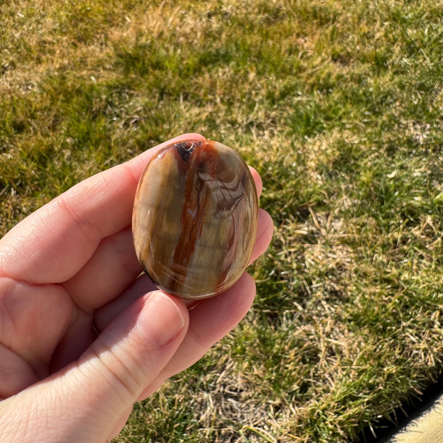 Petrified Wood Palm Stone Pillow (Indonesia)