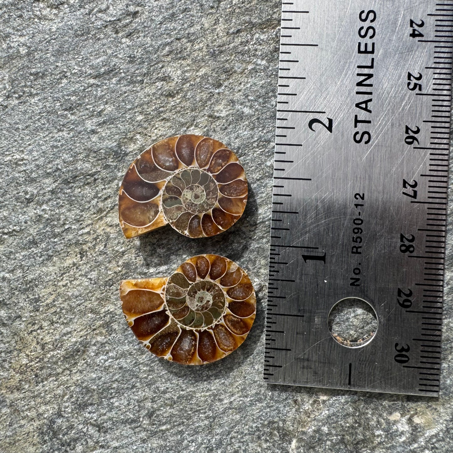 Ammonite Fossil Pair