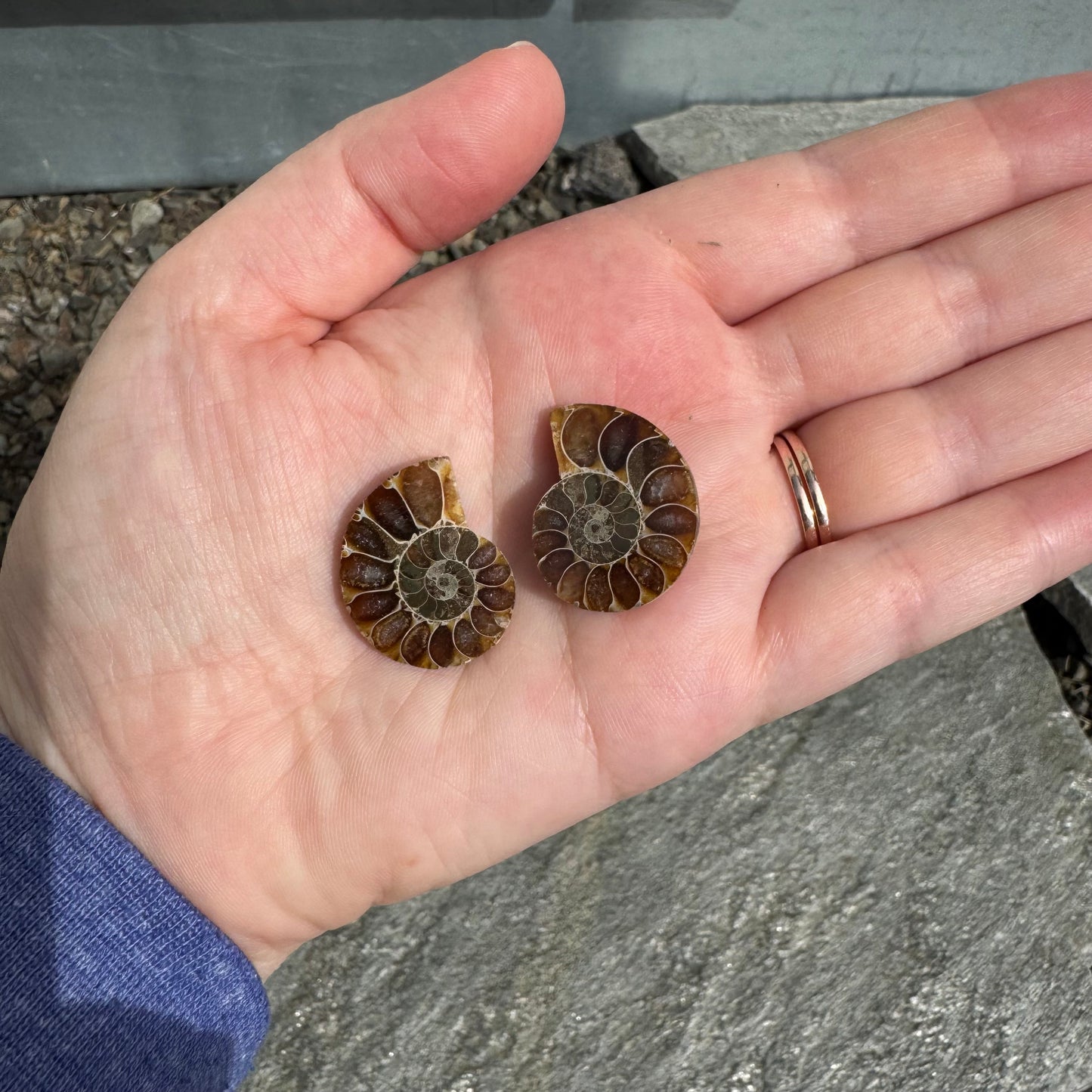 Ammonite Fossil Pair