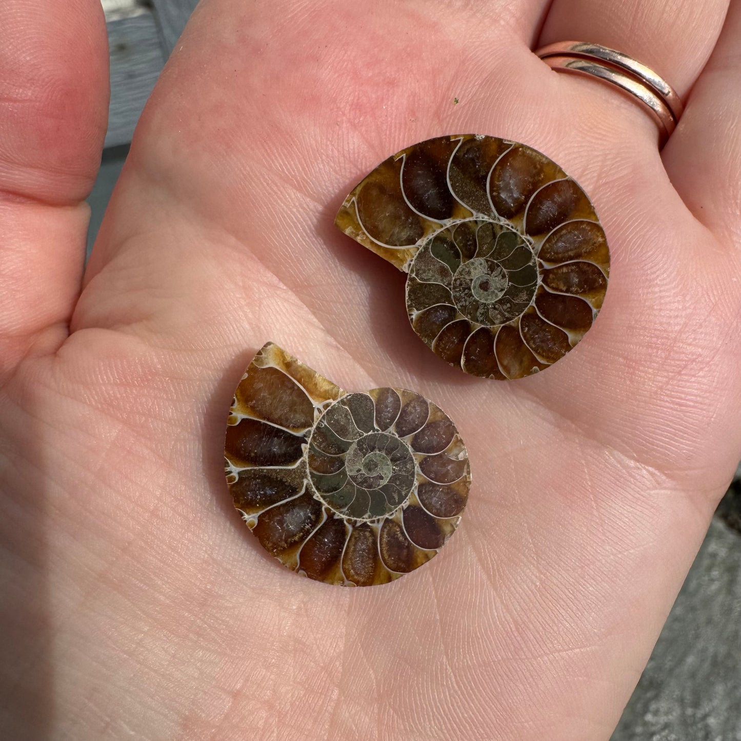 Ammonite Fossil Pair