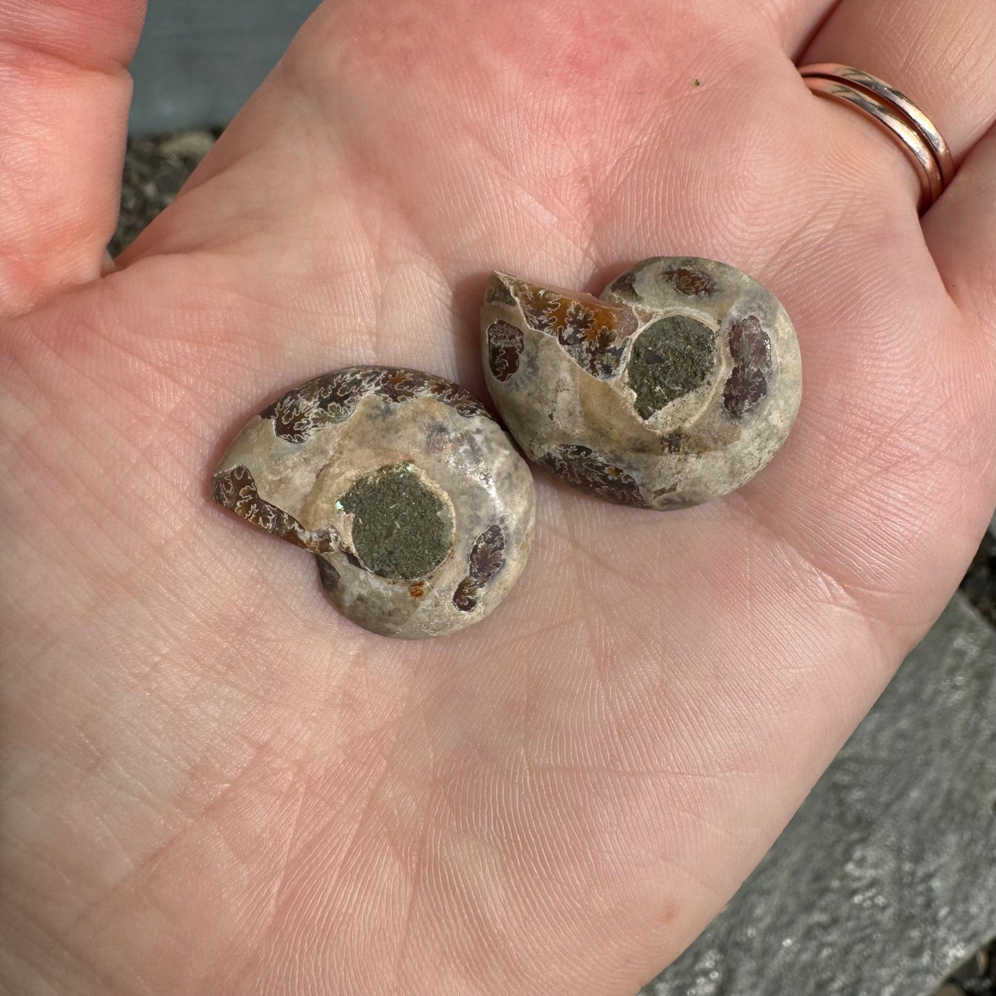Ammonite Fossil Pair