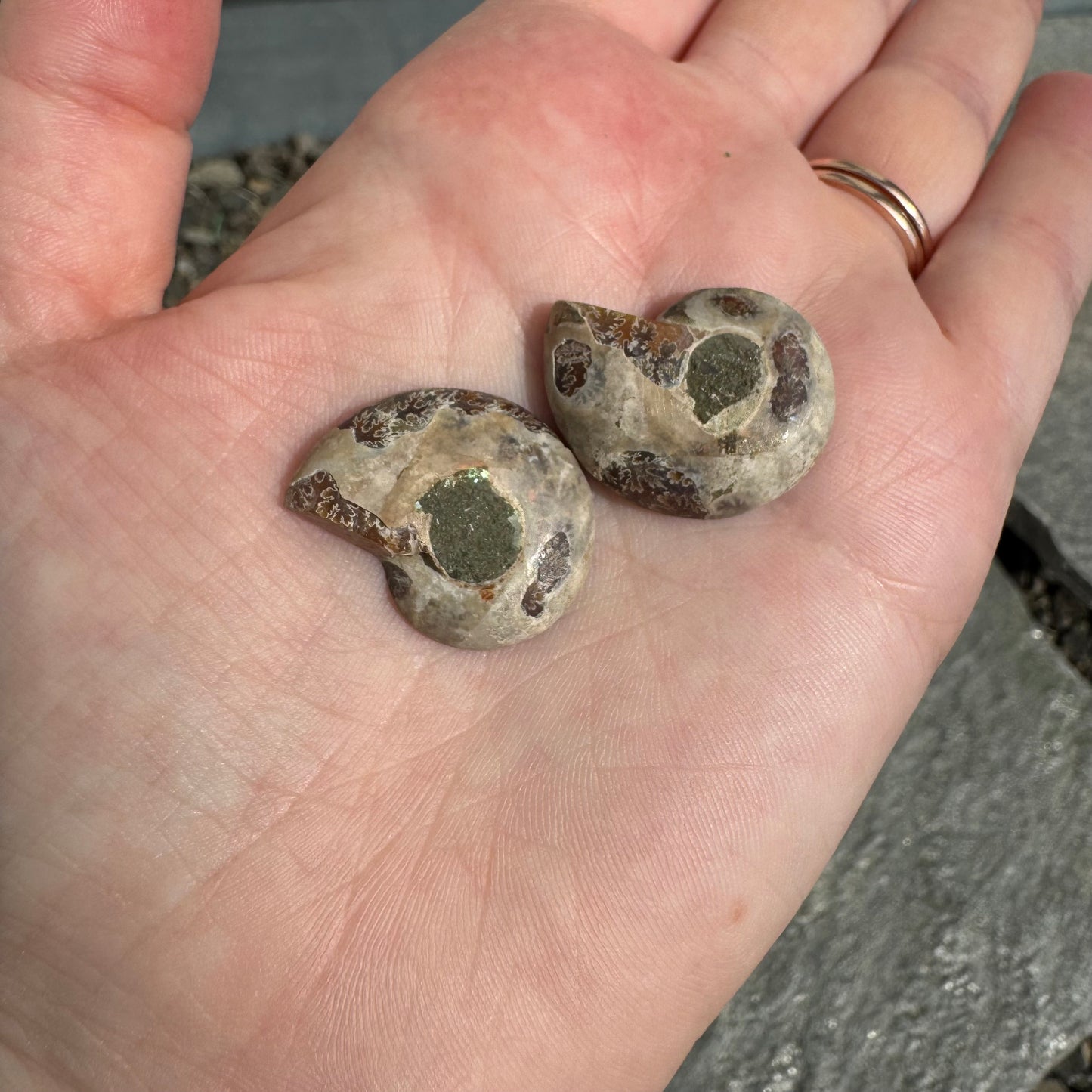Ammonite Fossil Pair