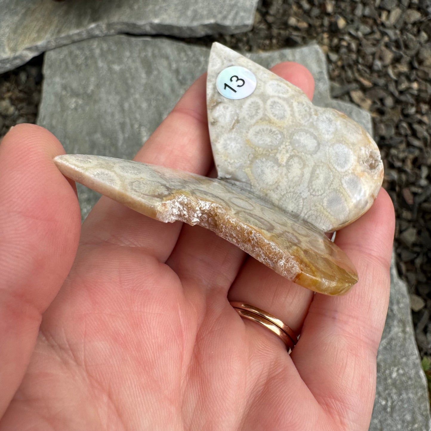 Fossil Coral Butterfly - Opt. 13