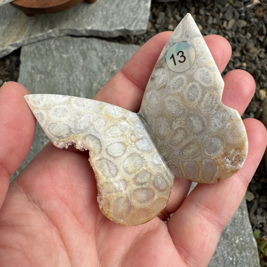 Fossil Coral Butterfly - Opt. 13