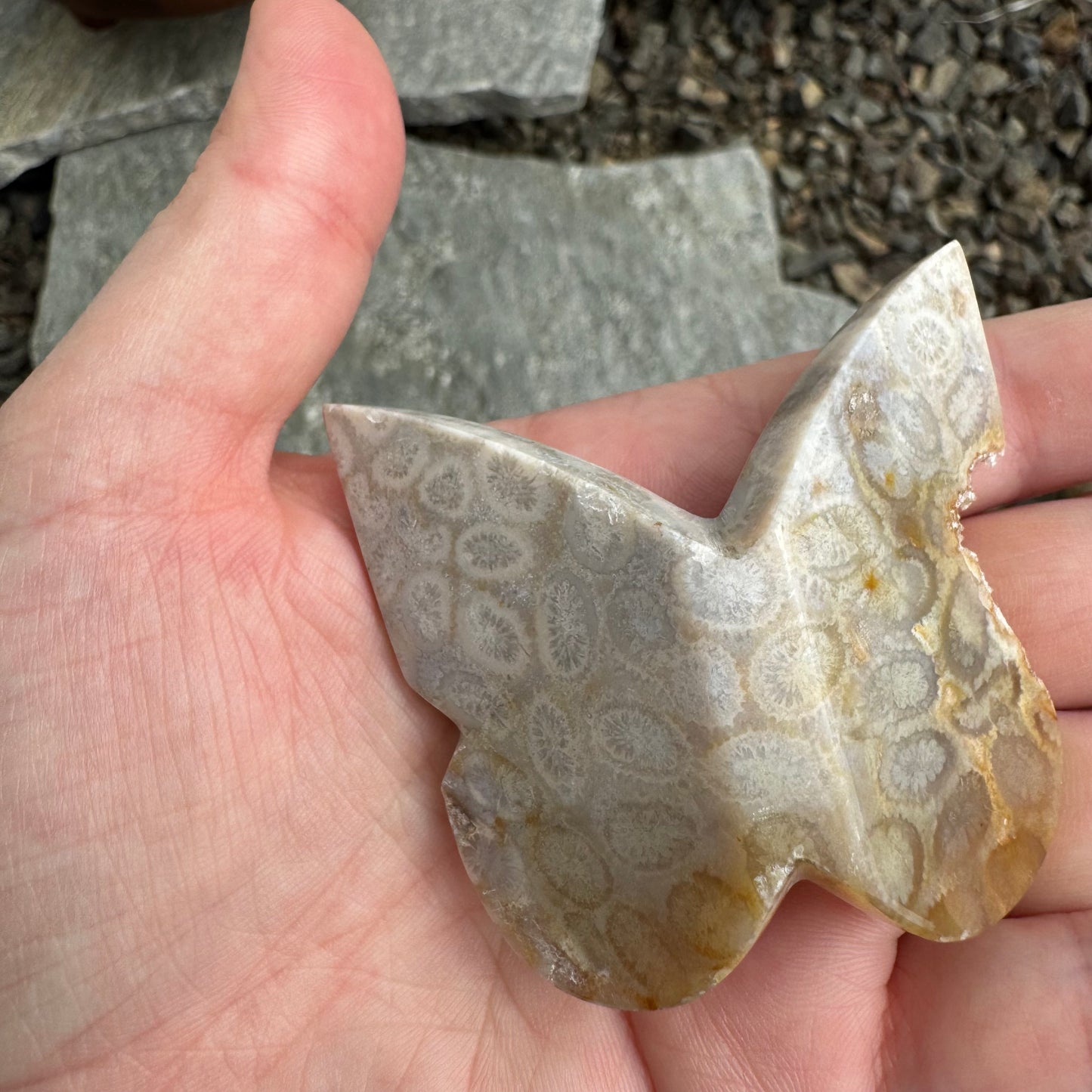 Fossil Coral Butterfly - Opt. 13