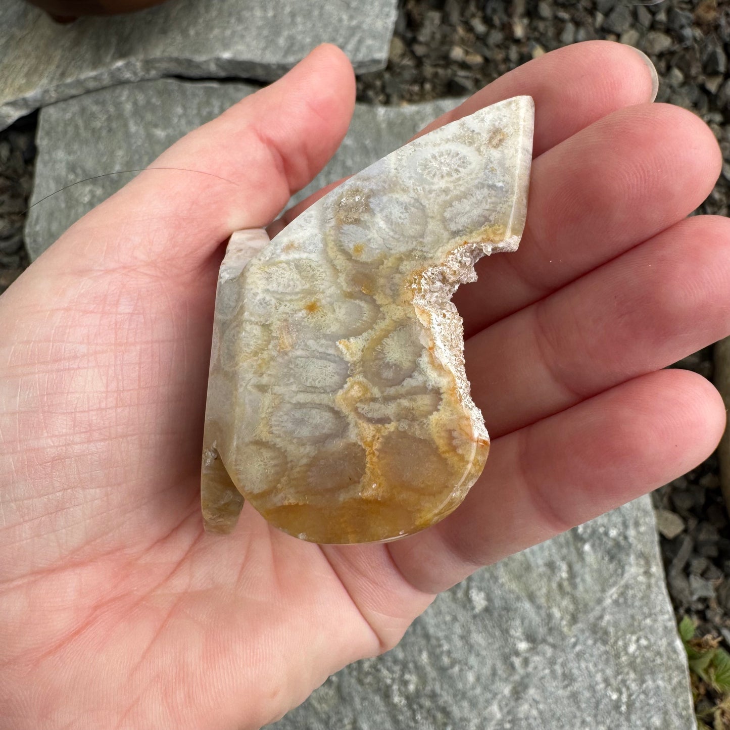 Fossil Coral Butterfly - Opt. 13