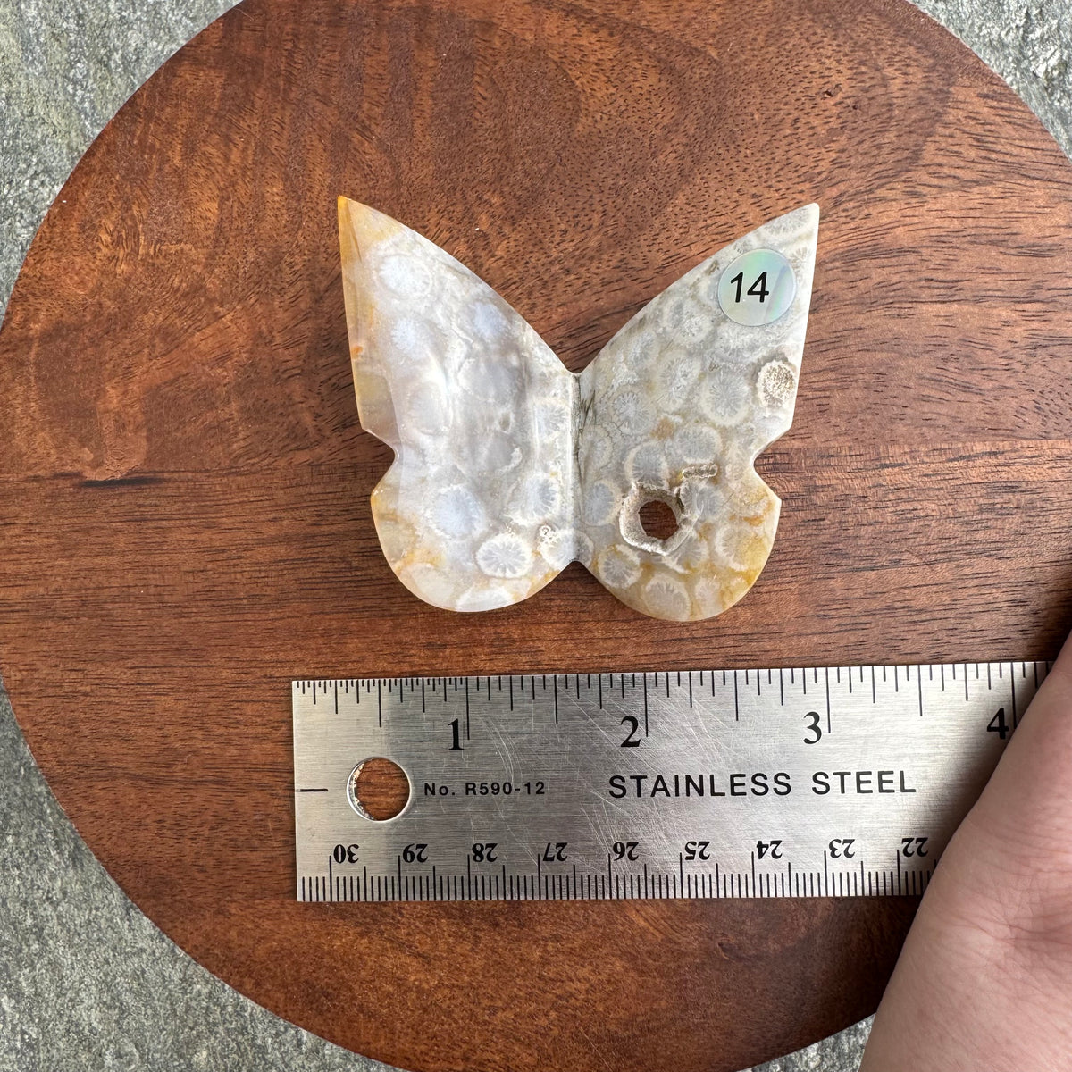 Fossil Coral Butterfly - Opt. 14