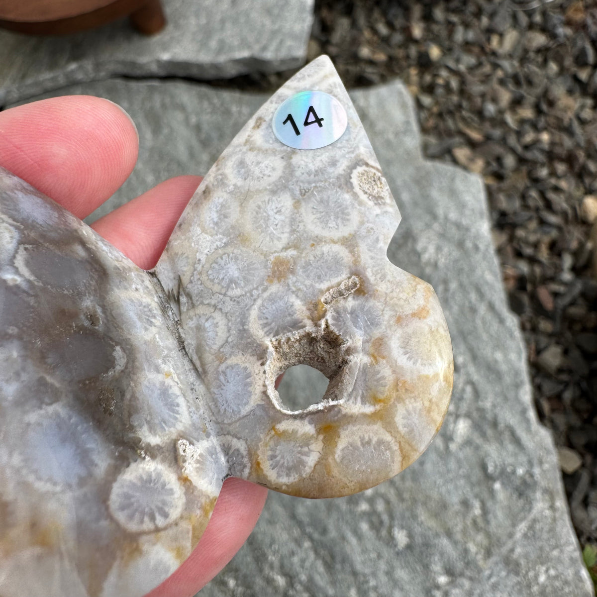 Fossil Coral Butterfly - Opt. 14