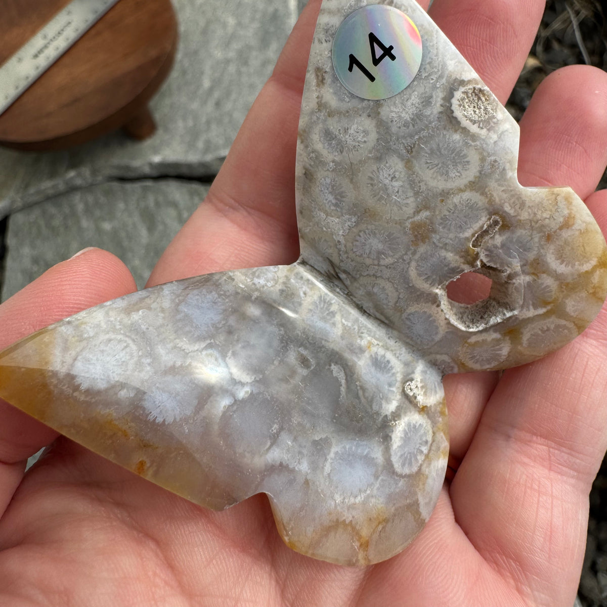 Fossil Coral Butterfly - Opt. 14