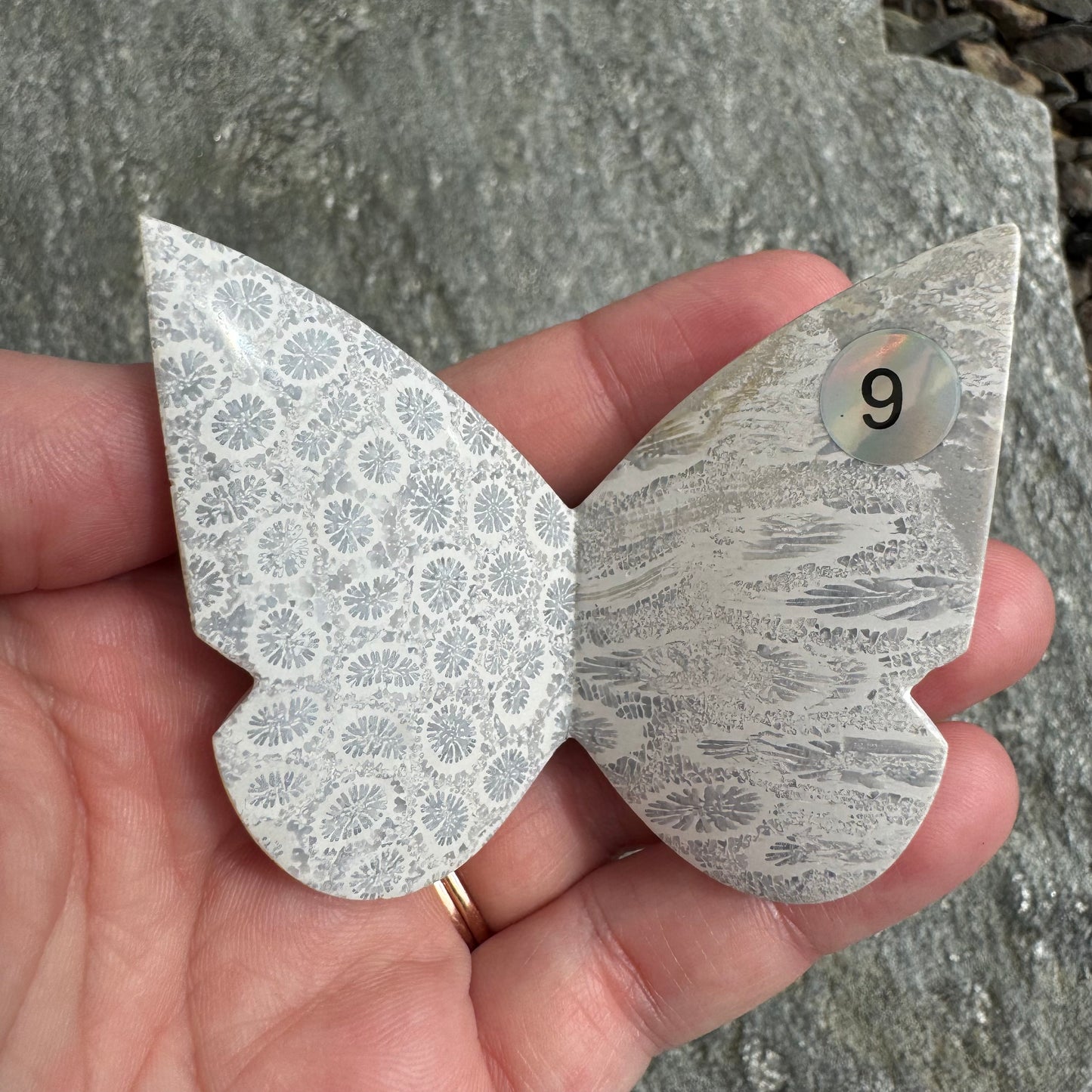 Fossil Coral Butterfly - Opt. 9