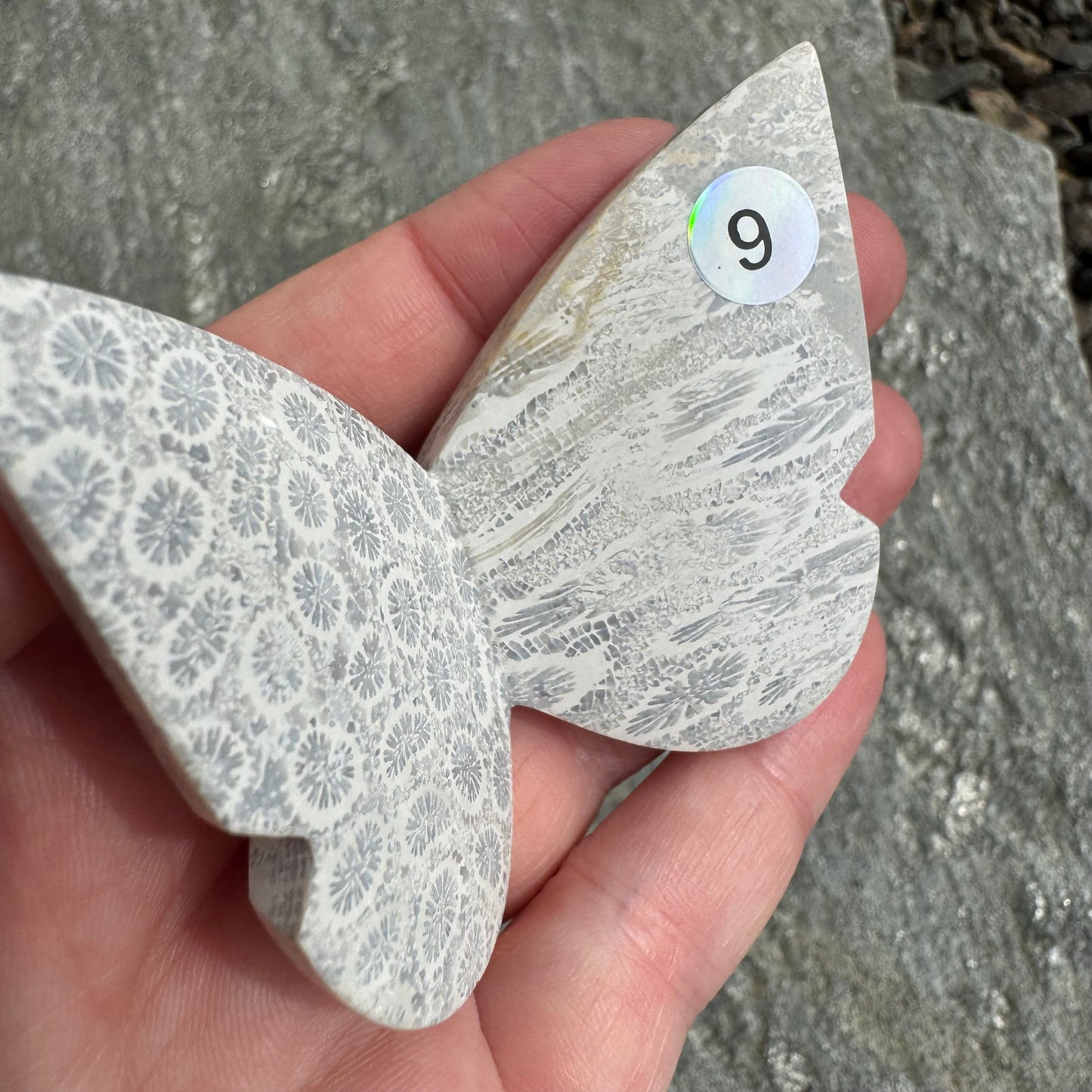 Fossil Coral Butterfly - Opt. 9