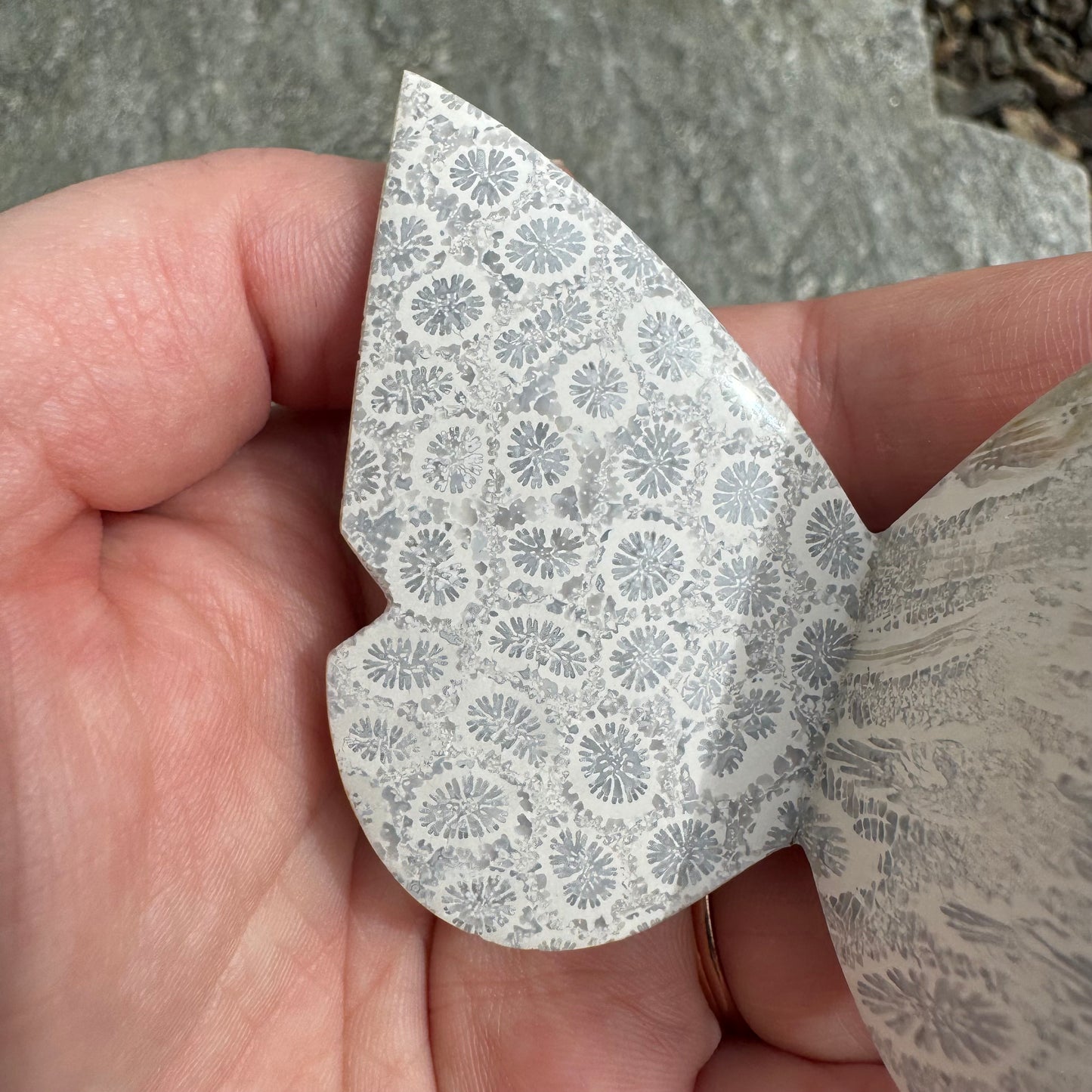 Fossil Coral Butterfly - Opt. 9