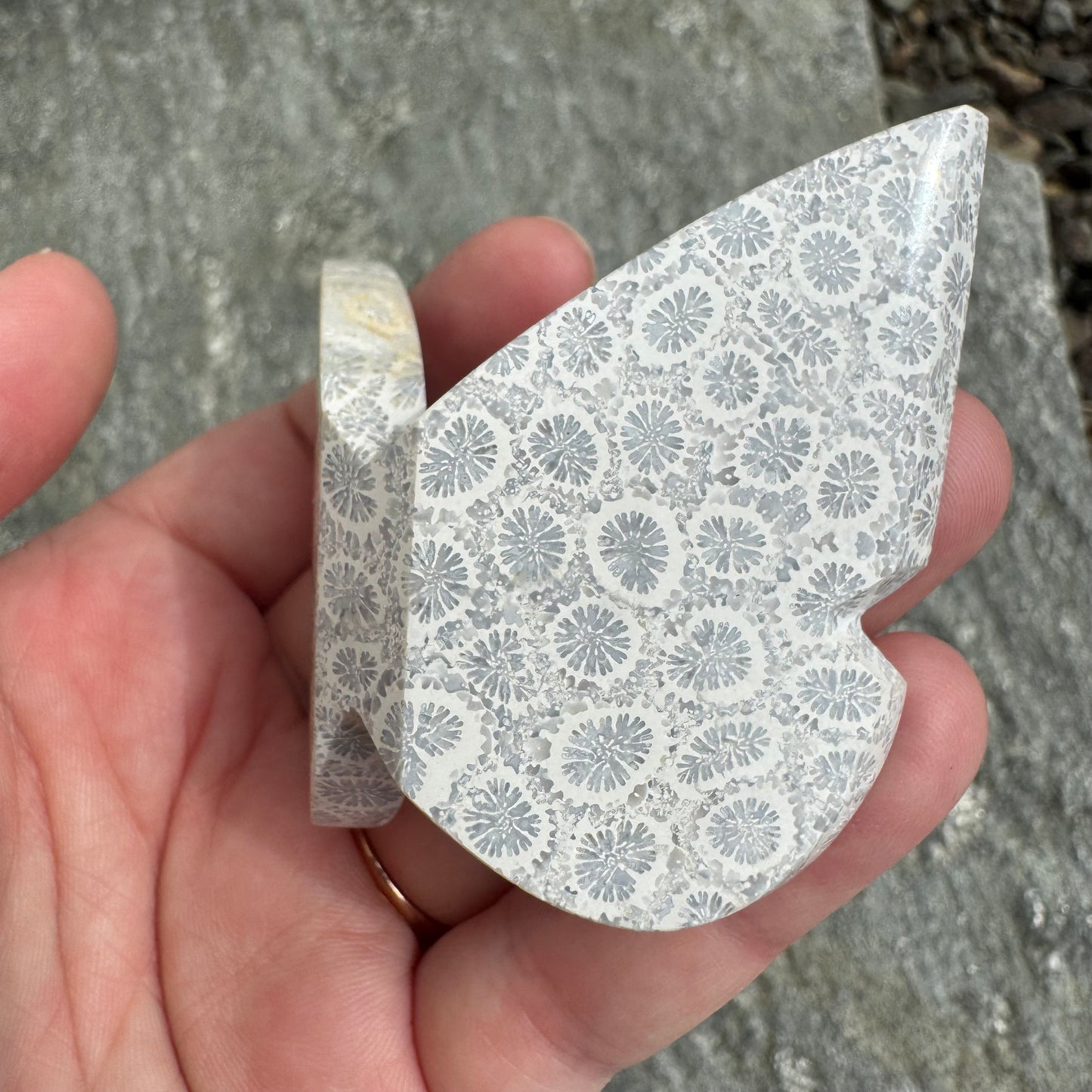 Fossil Coral Butterfly - Opt. 9