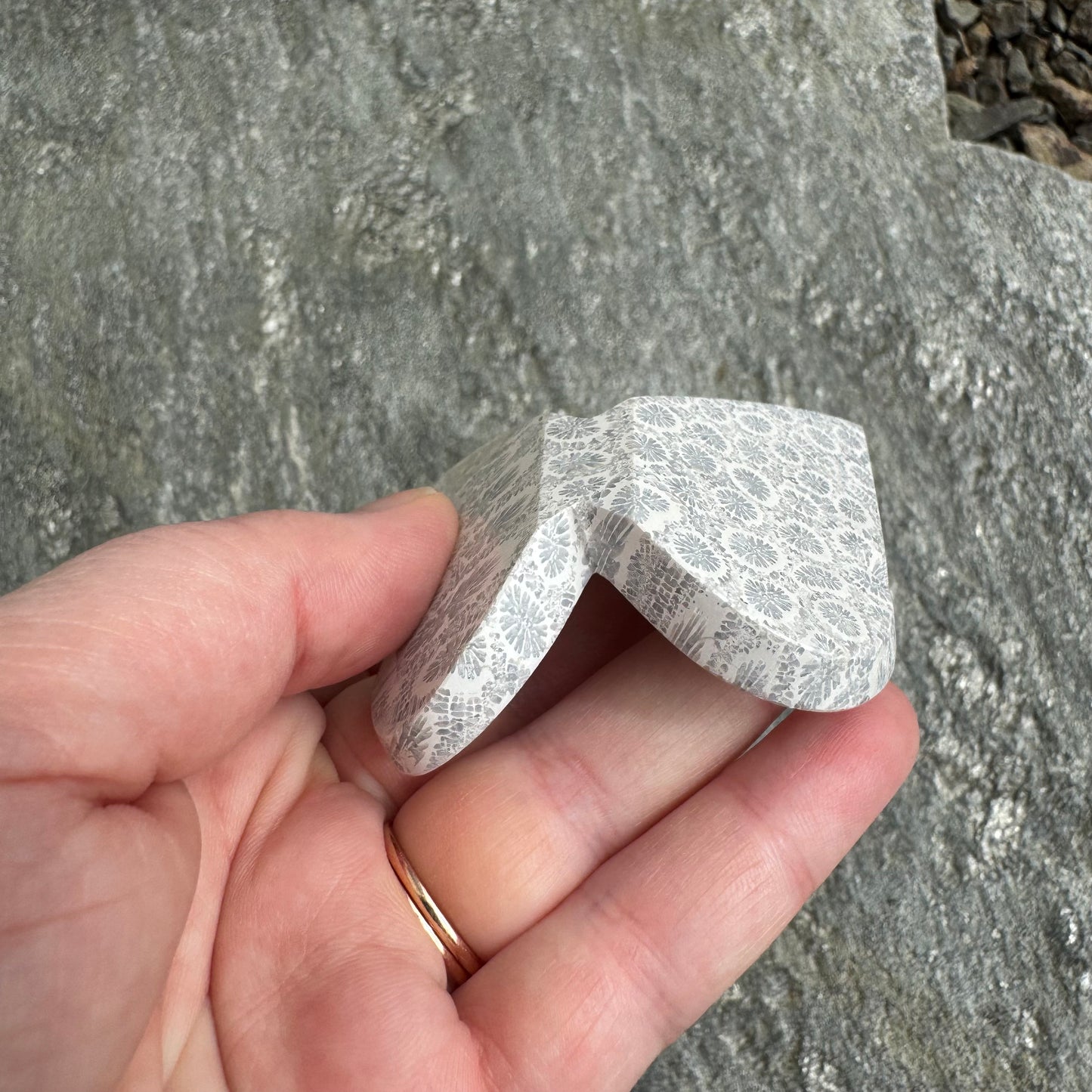 Fossil Coral Butterfly - Opt. 9