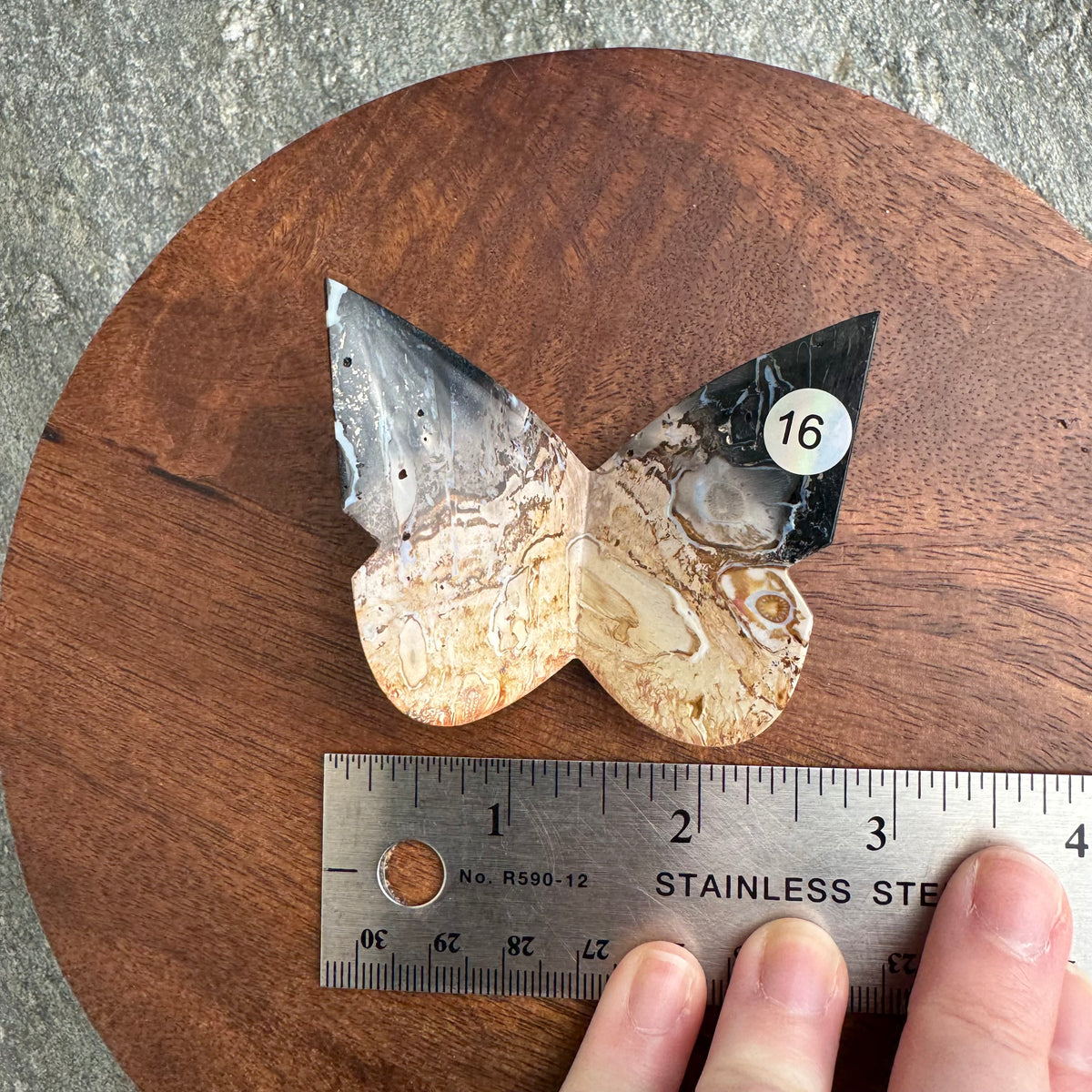 Palm Root Butterfly - Opt. 16