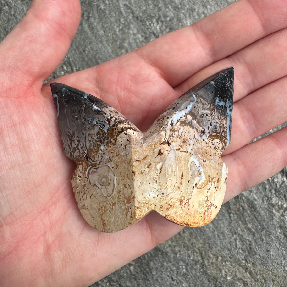 Palm Root Butterfly - Opt. 16