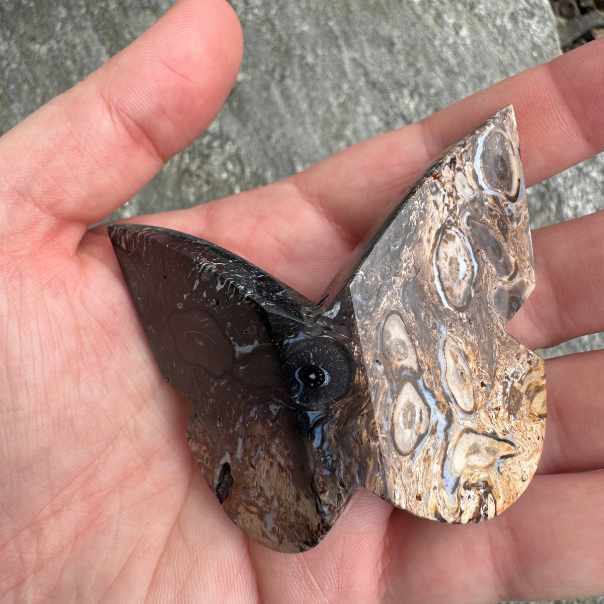 Palm Root Butterfly - Opt. 17
