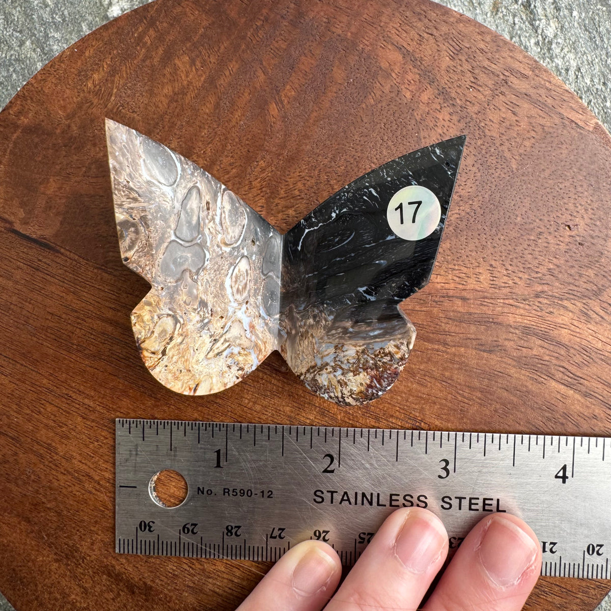 Palm Root Butterfly - Opt. 17